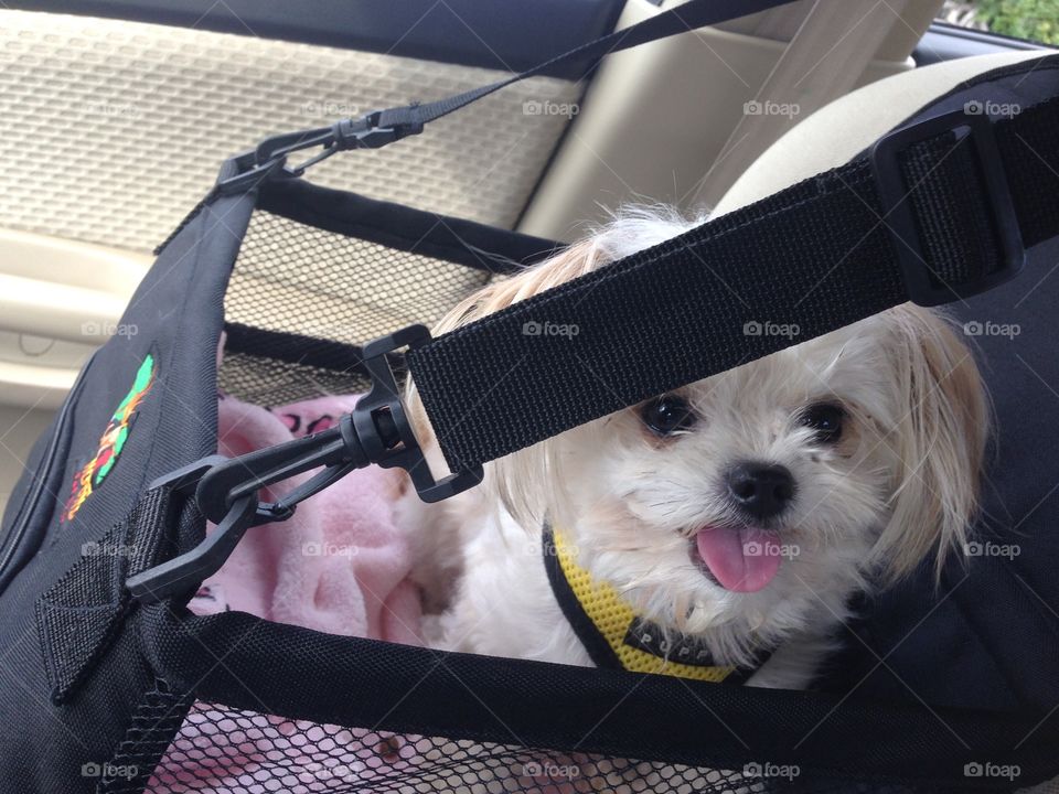 Moxie loves her new car seat. 