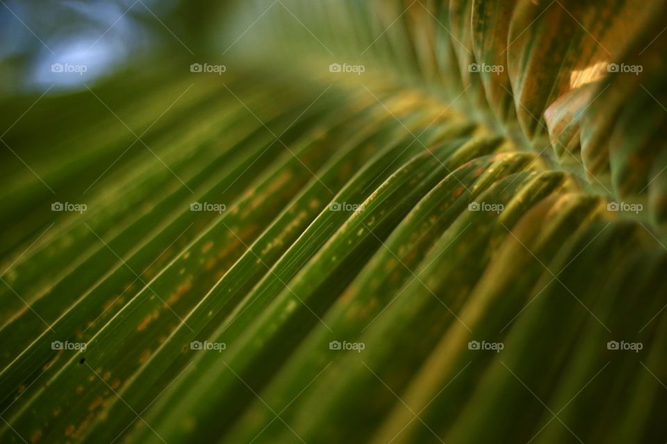 Palm Leaf