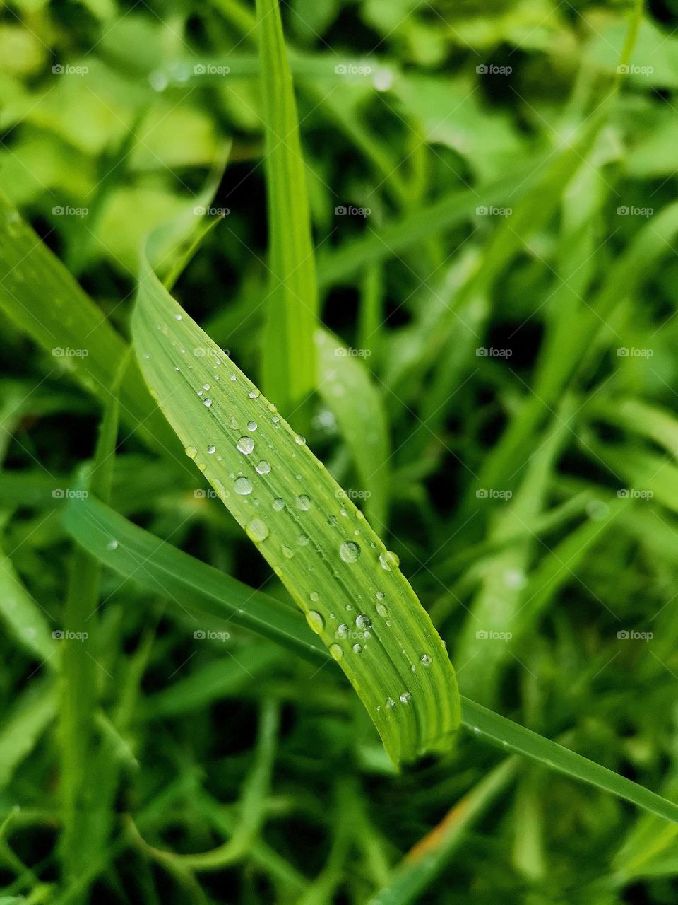 Green grass and water drops. Macro shot. Plant portrait. Beautiful nature. 
Unusual shooting angle. Shooting from below. Down up. From the ground up...