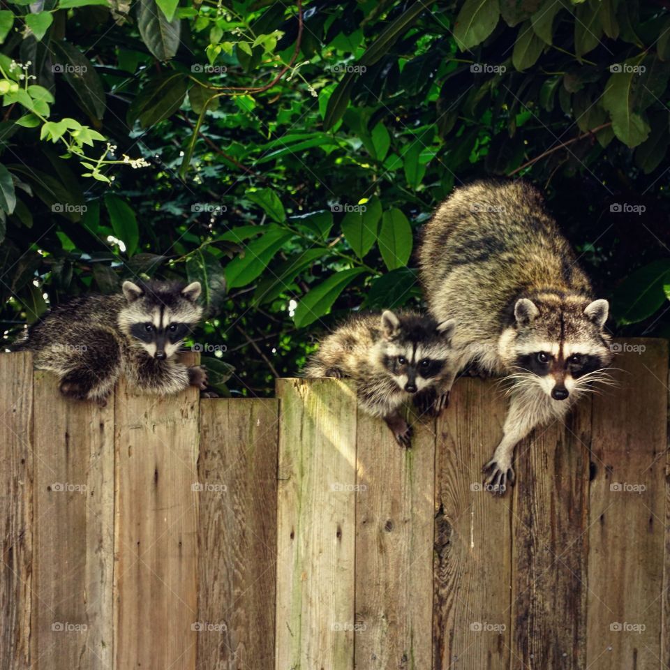 A family of raccoons in my backyard