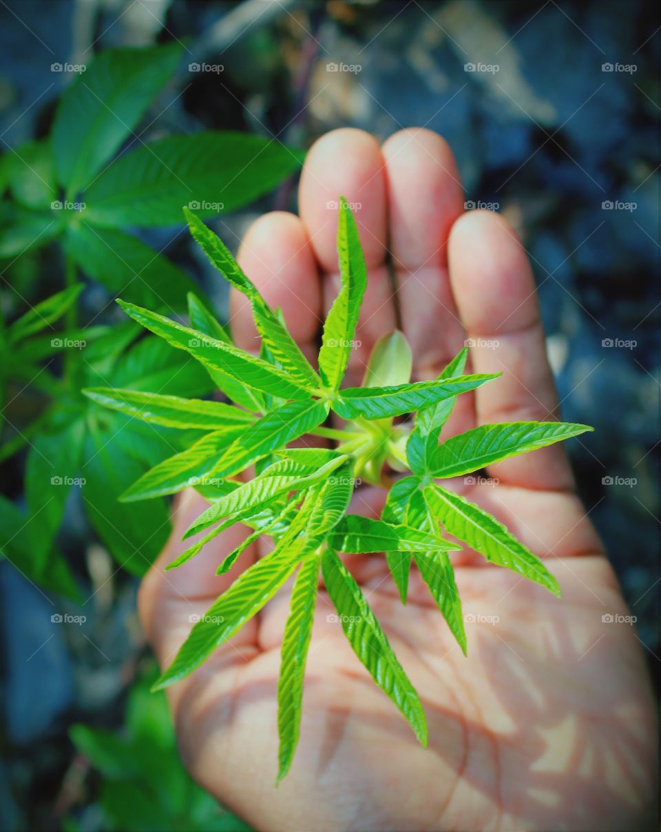 New Life holding nature in hand at the outdoors