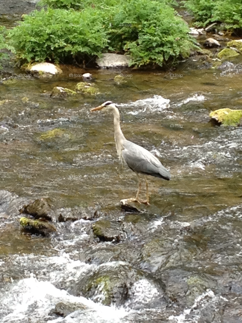 river heron by MikeDGriffin