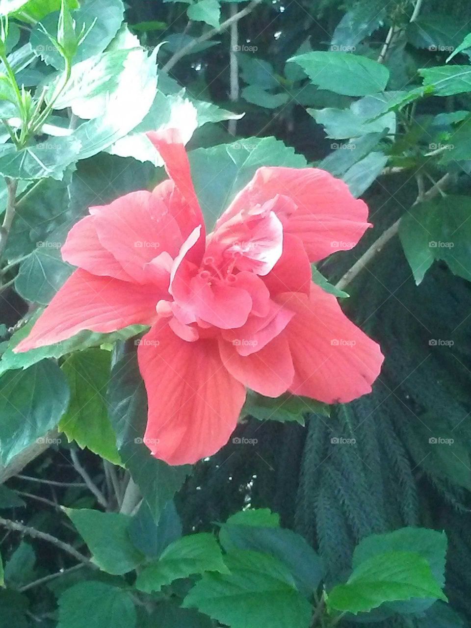 double pink hibiscus
