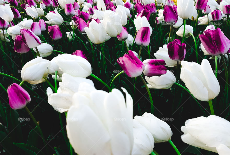 Tulip Flowers at Hitachi Seaside Park, Japan