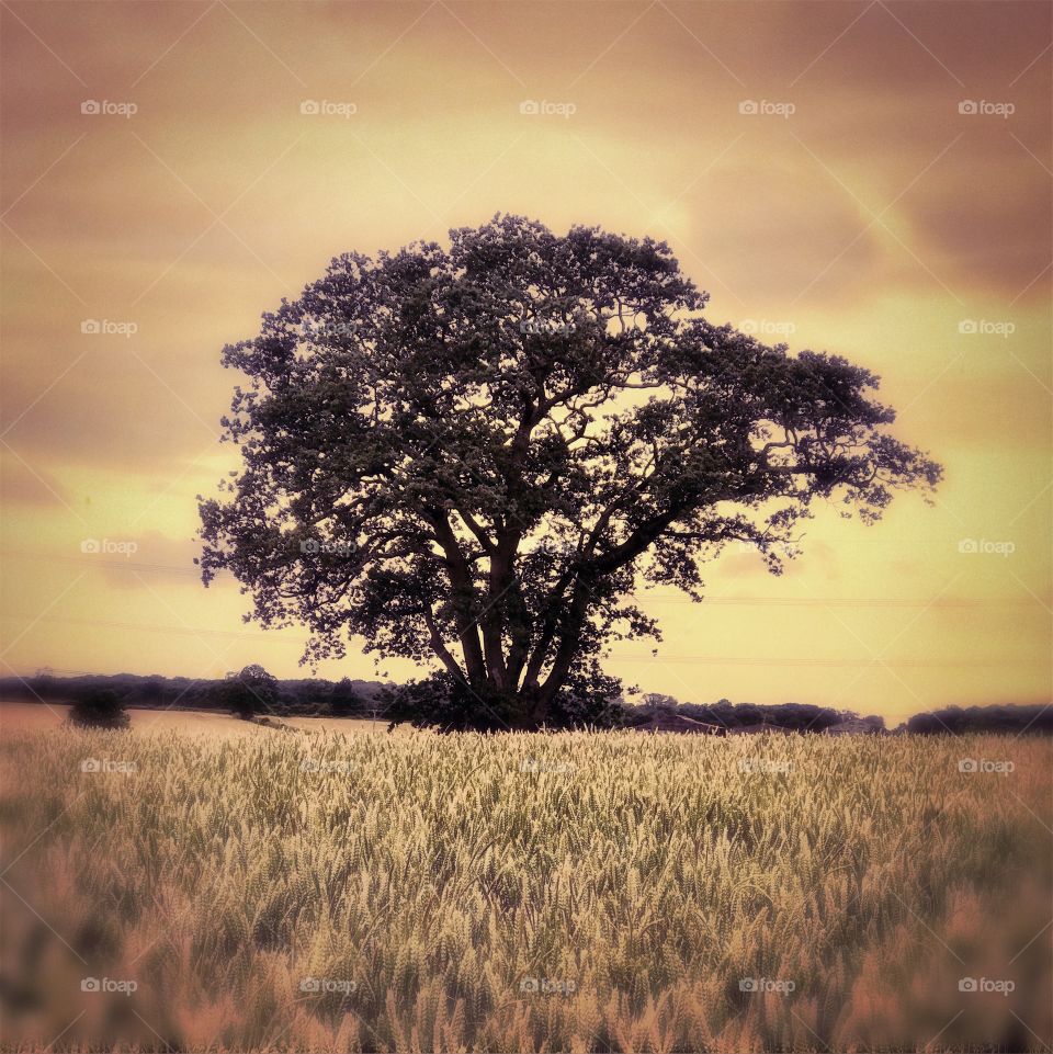 Oak tree in fields