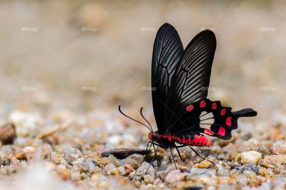 Close up of butterfly