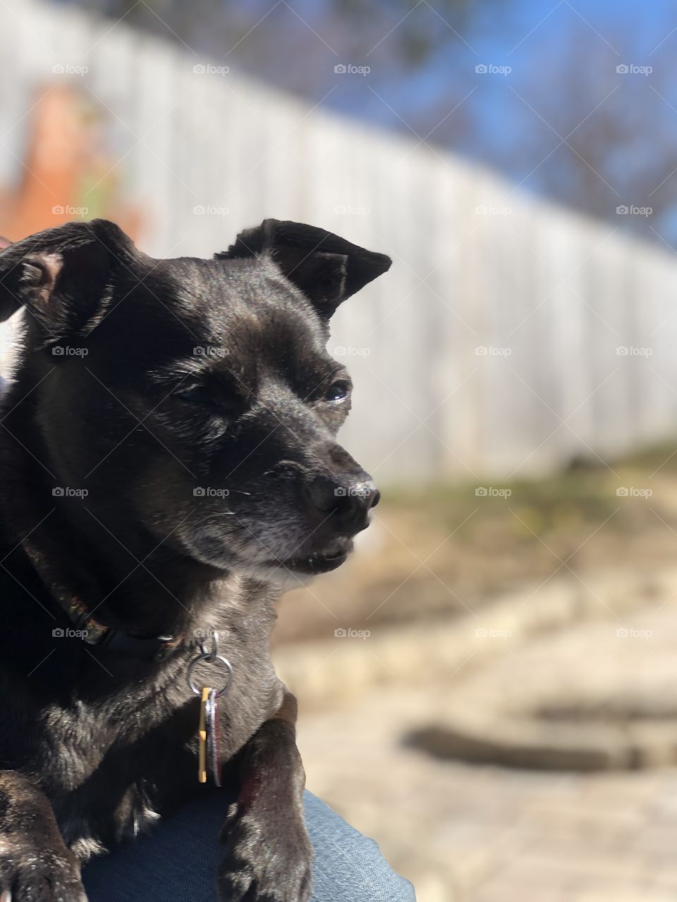 Small black mixed breed senior dog in sunlight with eyes partially closed 