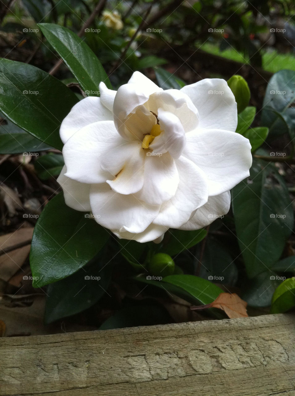 Garden white flower