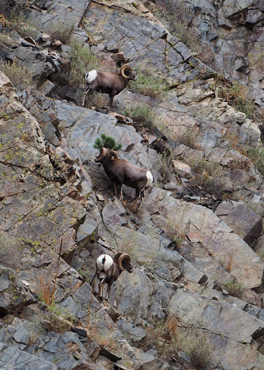 Big Horn Sheep. Three rams climbing climbing the cliffs of the Big Thompson River canyon