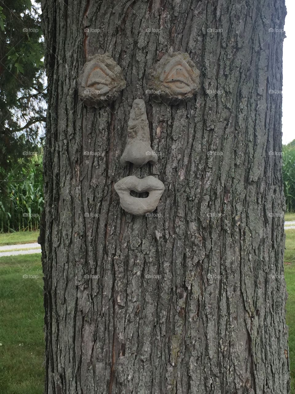 Tree Face