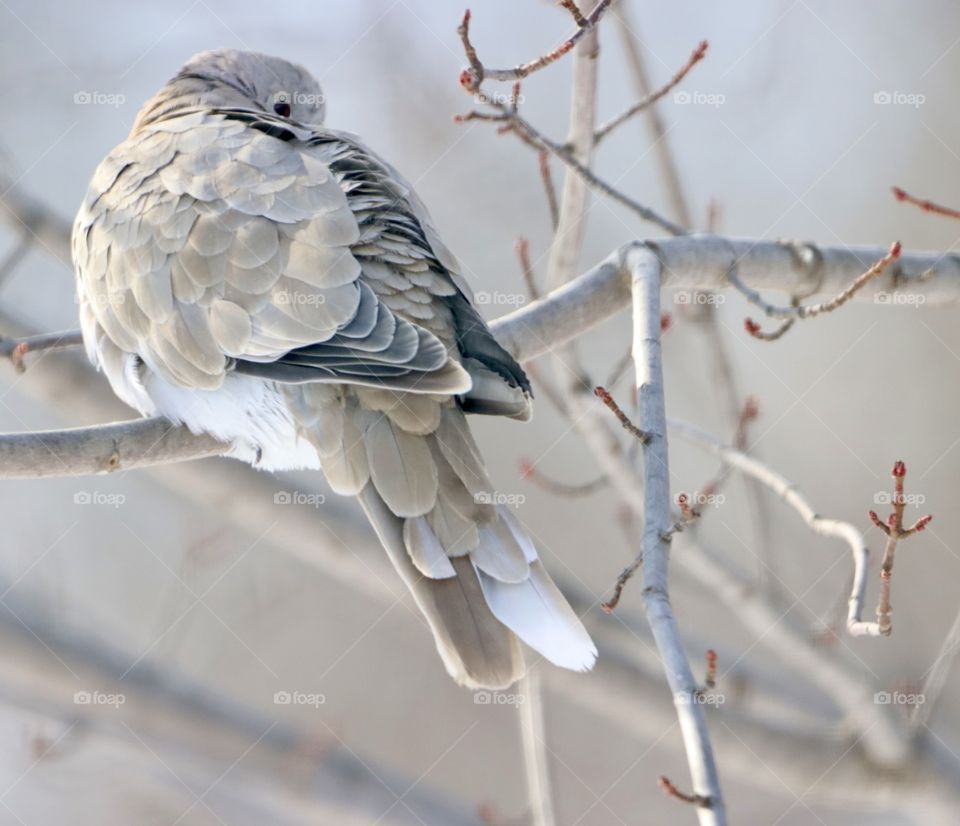 Stunning mourning dove!! 