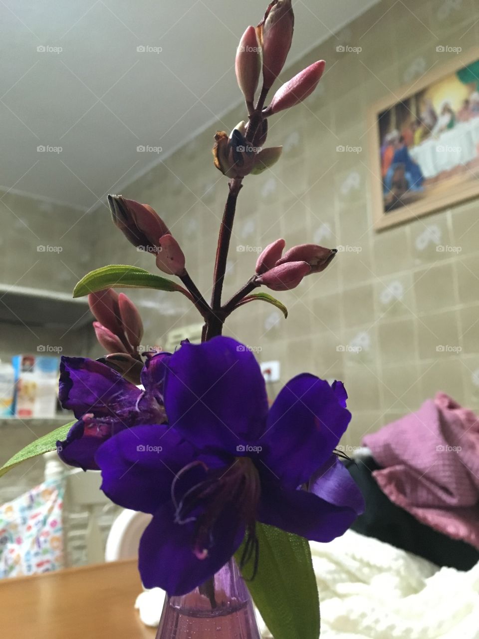 Um vaso com Quaresmeira. Que flor linda, de pétalas coloridas de roxo bem vibrante. (Sem filtros).