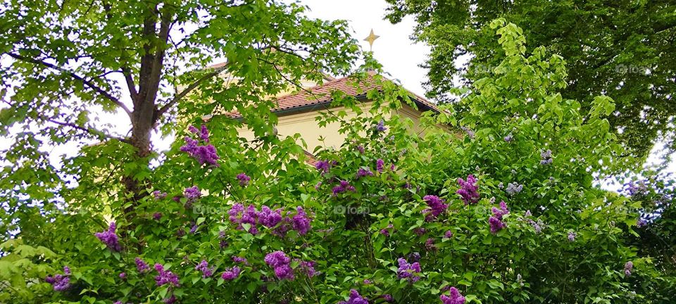 Hidden behind bushes and trees is a lone house in rural “Bavaria”, Germany near the “Starnberger See”, the rather large lake near the small town of “Starnberg”. 2023. Hypnotic Productions