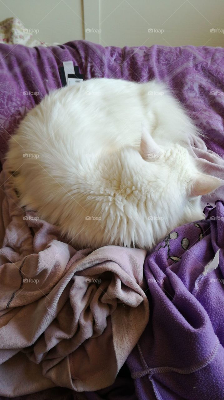 white furry pillow