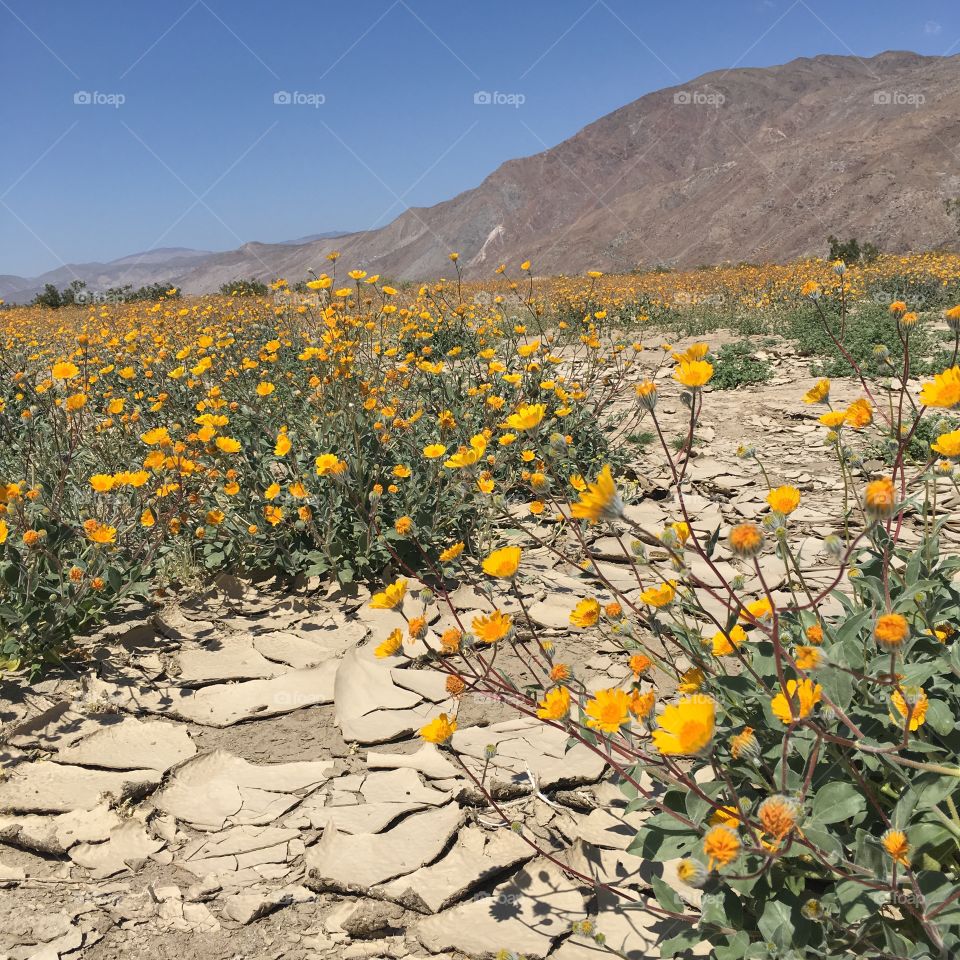 Hiking amongst desert flowers