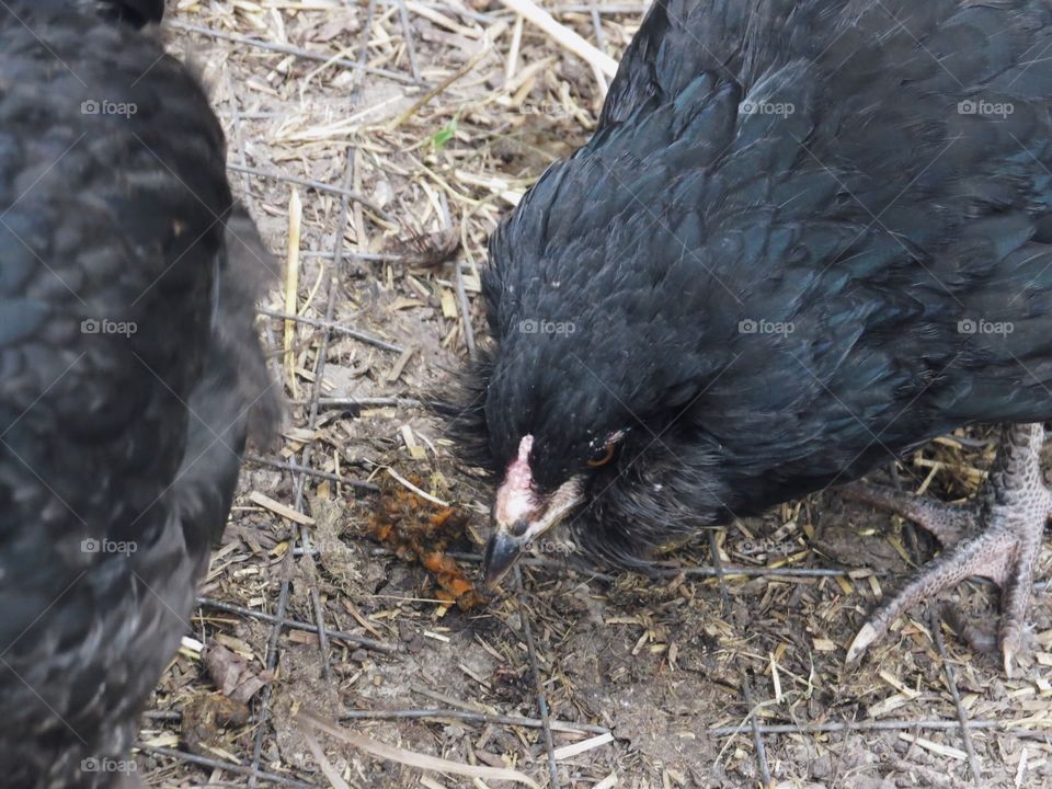 Chicken at the sunmaze, Bowden AB