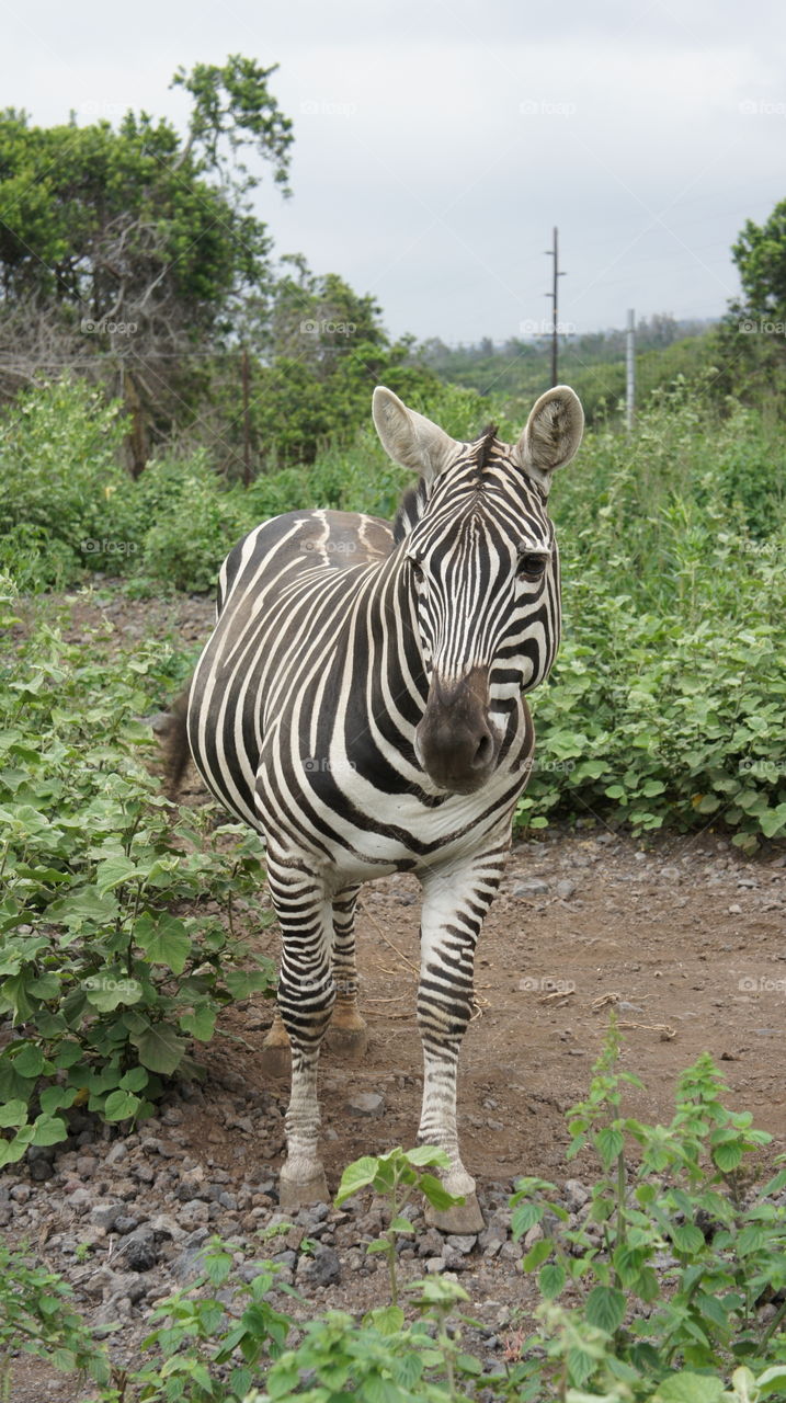 zebra