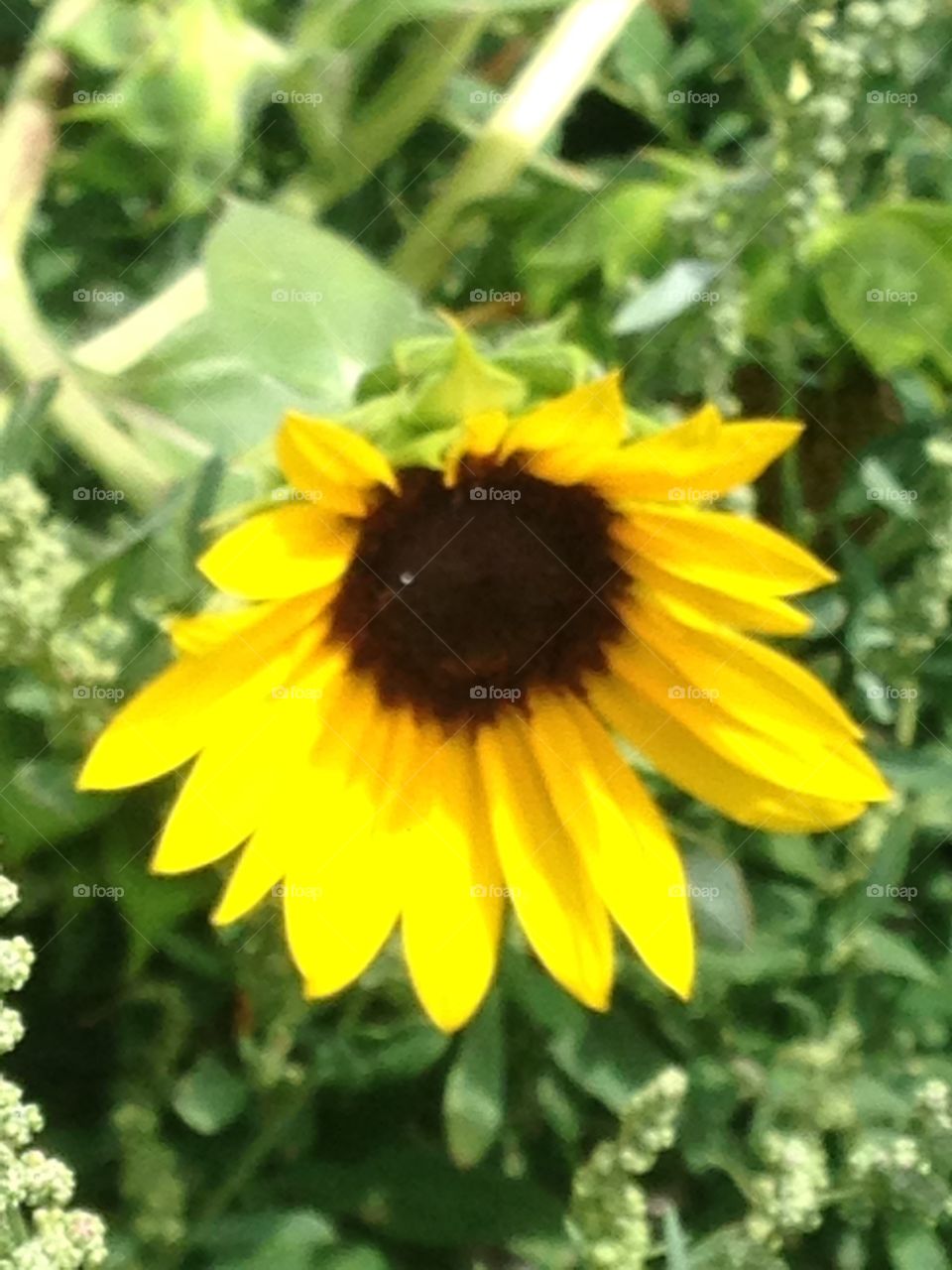 Sunflower blooming 