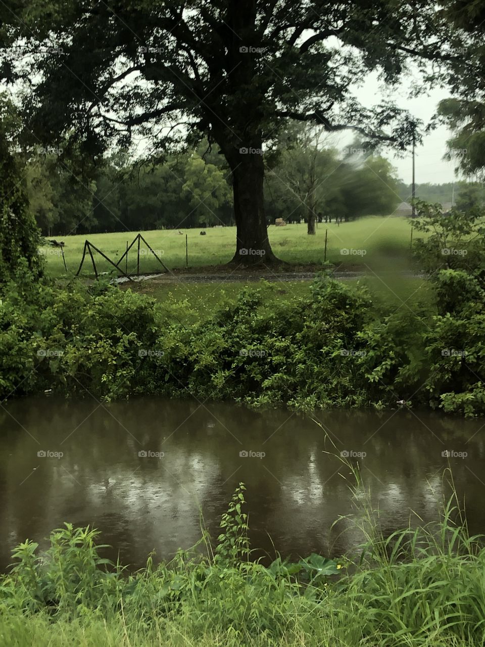 A tree on the bank near the water, showing green pasture, water, and green grass just begging for someone to sit under it and cool off. 