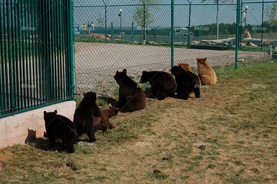 bears. bears lined for feeding time
