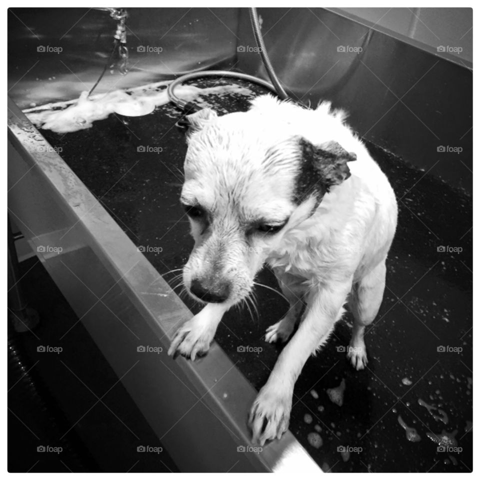 Bath day ( black and white) chihuahua 