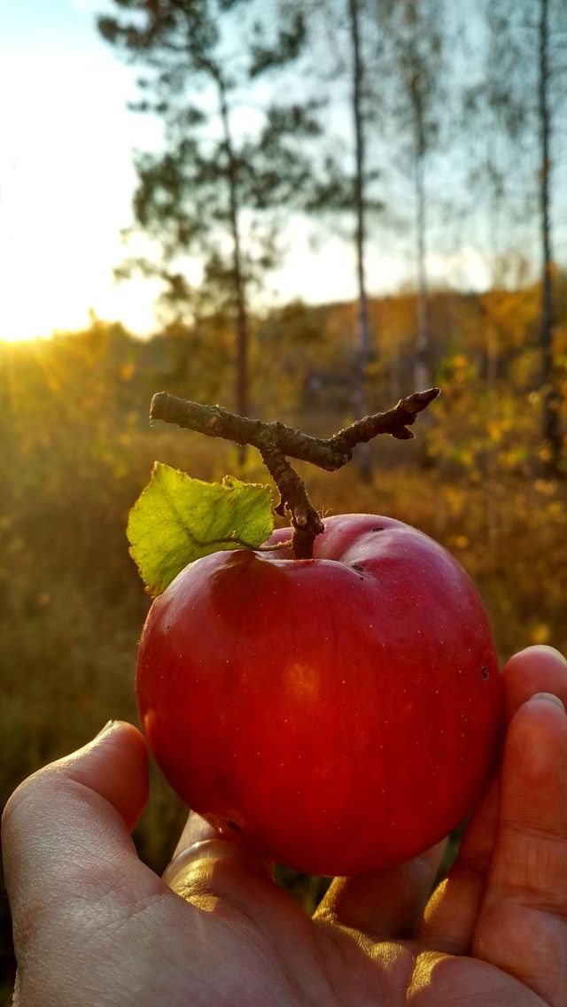 Autumn colours