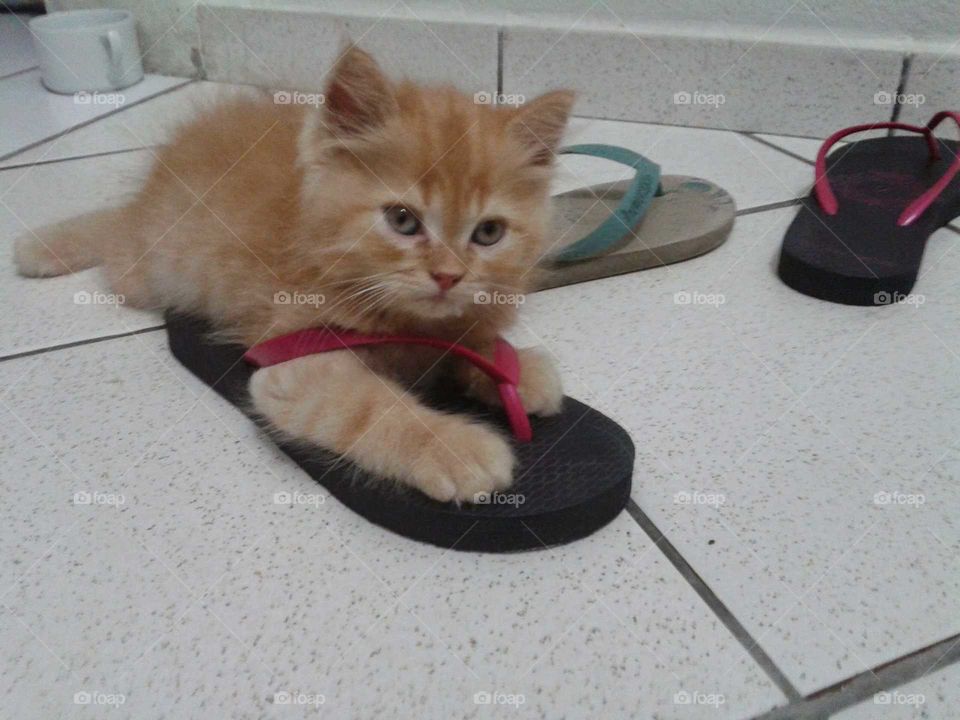 Close-up of a cat on slipper