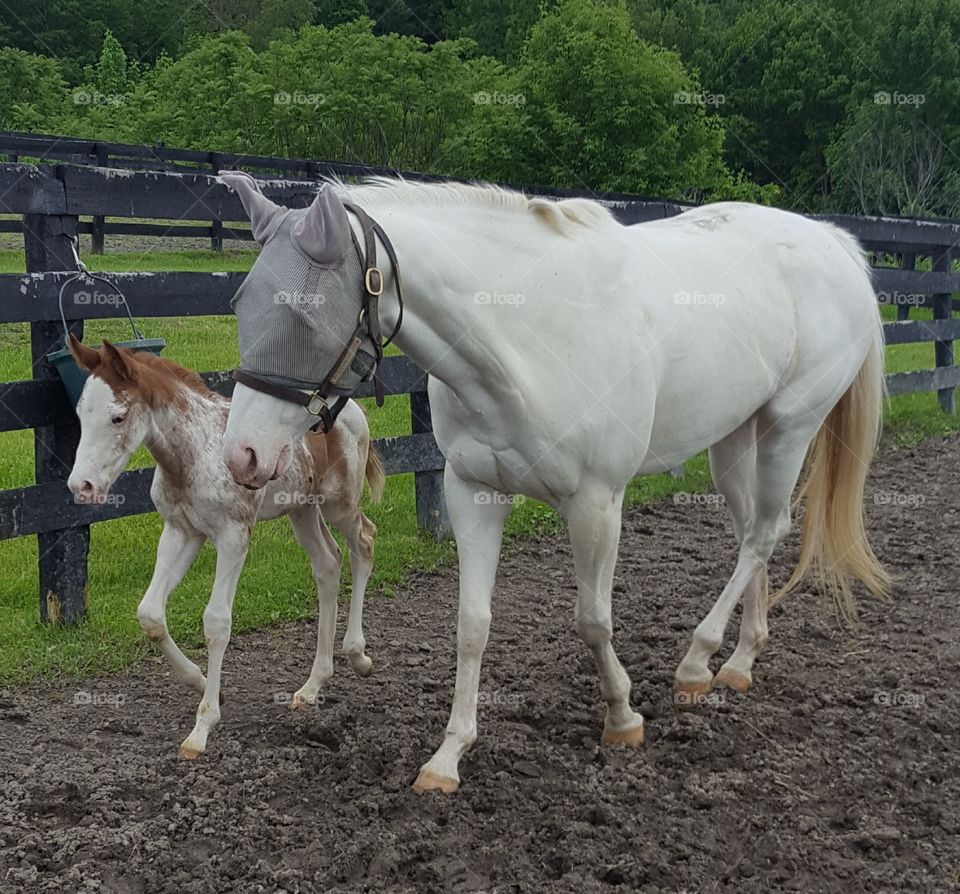 Horse, Farm, Mare, Mammal, Cavalry