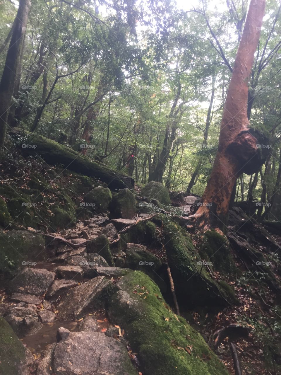 Hiking in Yakushima's shiratani unsuikyo 
