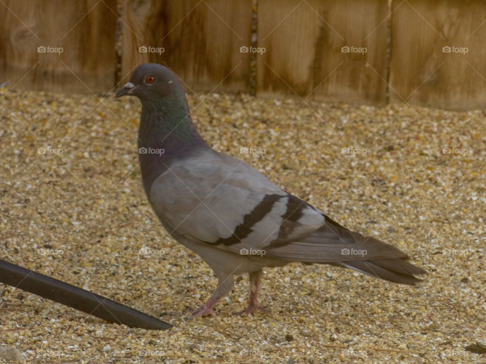 A pigeon eating seeds on the ground