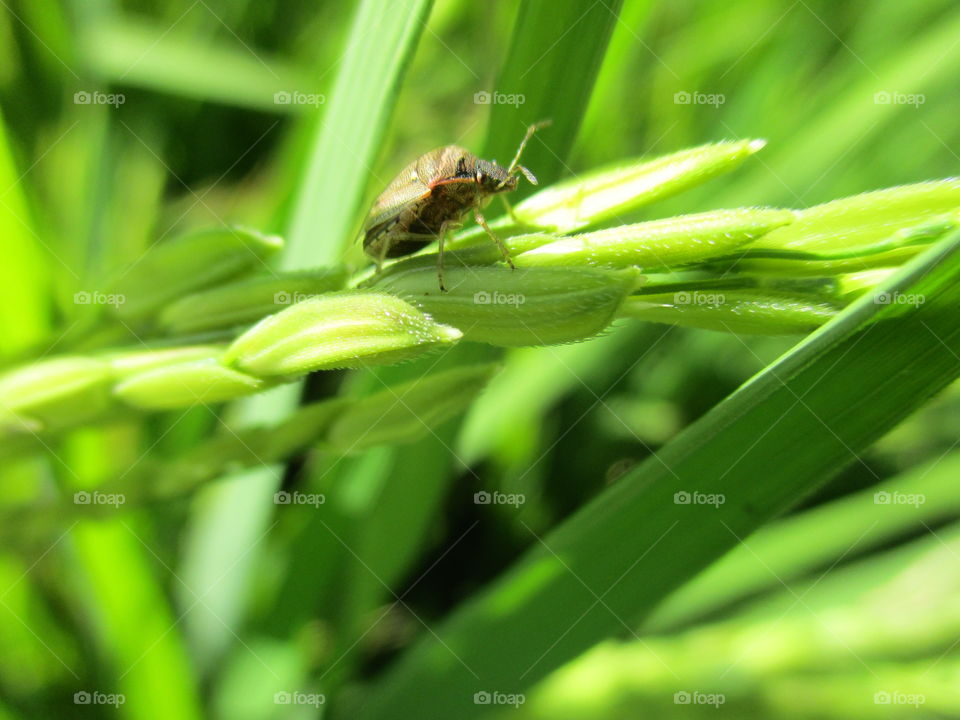 color green