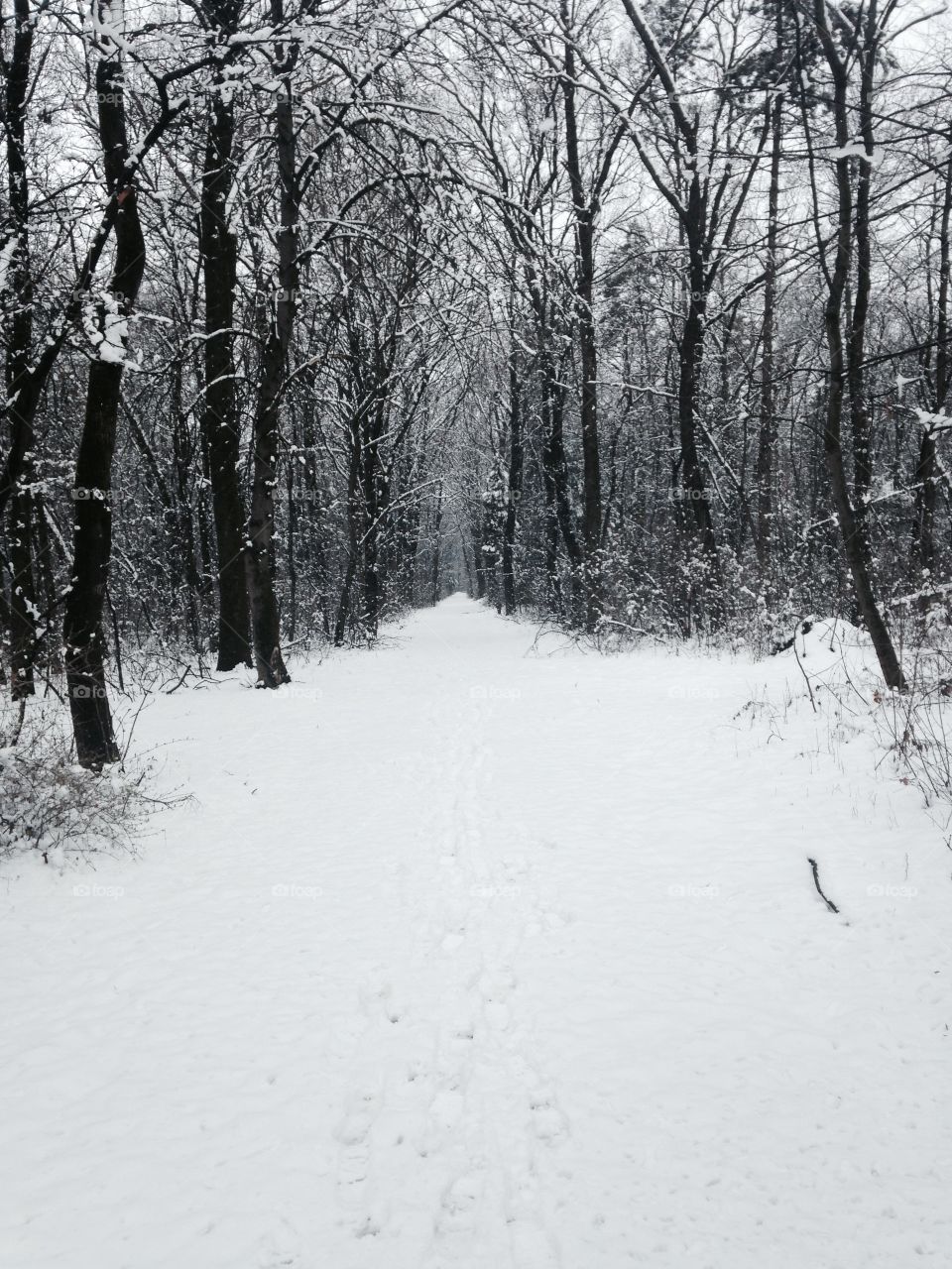 Winter in black and white