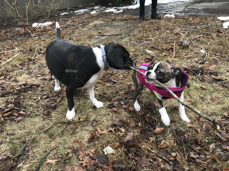 Puppy in a pink coat plays tug with her big sister. Outdoor fun with a stick means hours of fun for these two silly dogs. 