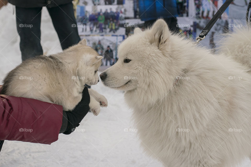 Puppy Husky and Samoyed