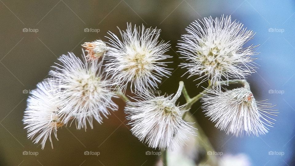 Beautiful spring grass