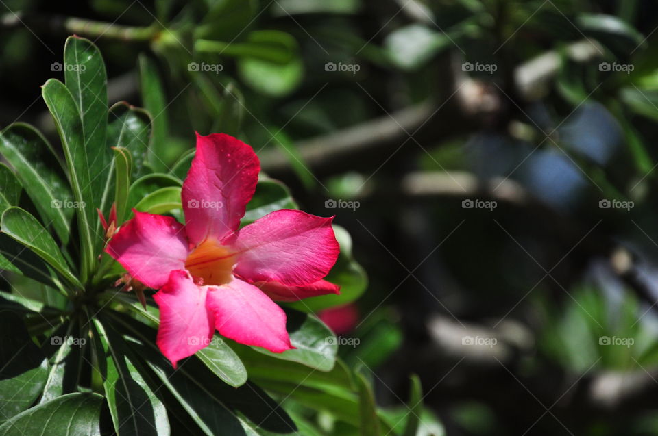 Desert Rose (Adenium obesum
Balf.)