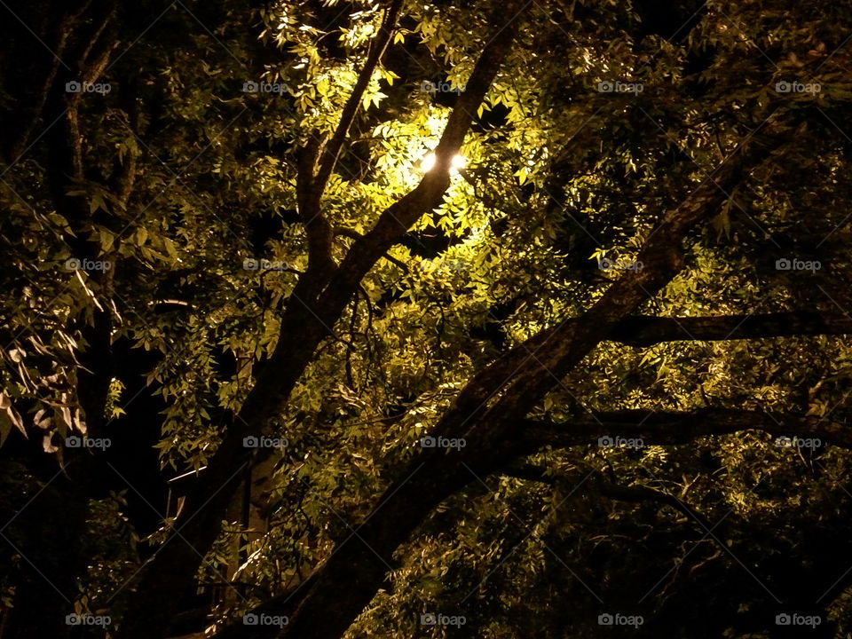 Light Behind the Green. a light shining behind the leaves of this tree