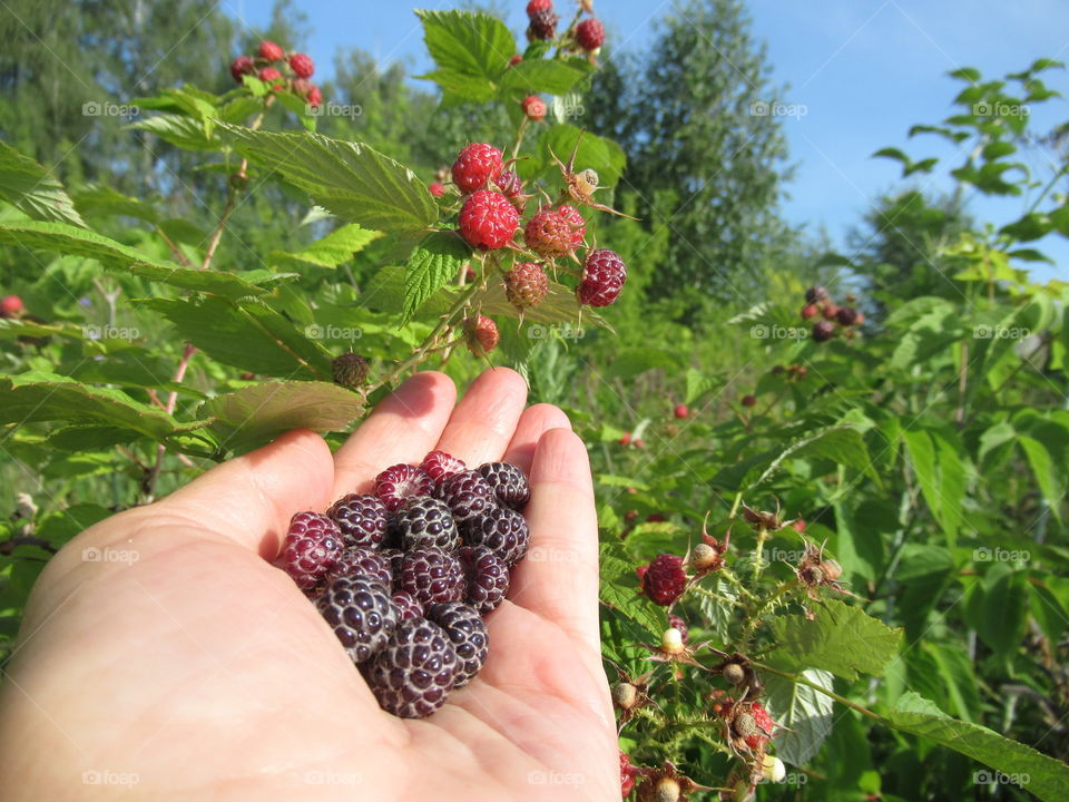 American raspberry Cumberland has a pleasant sweet taste and great aroma, and thanks to a rich set of vitamins, it is also very good for health.