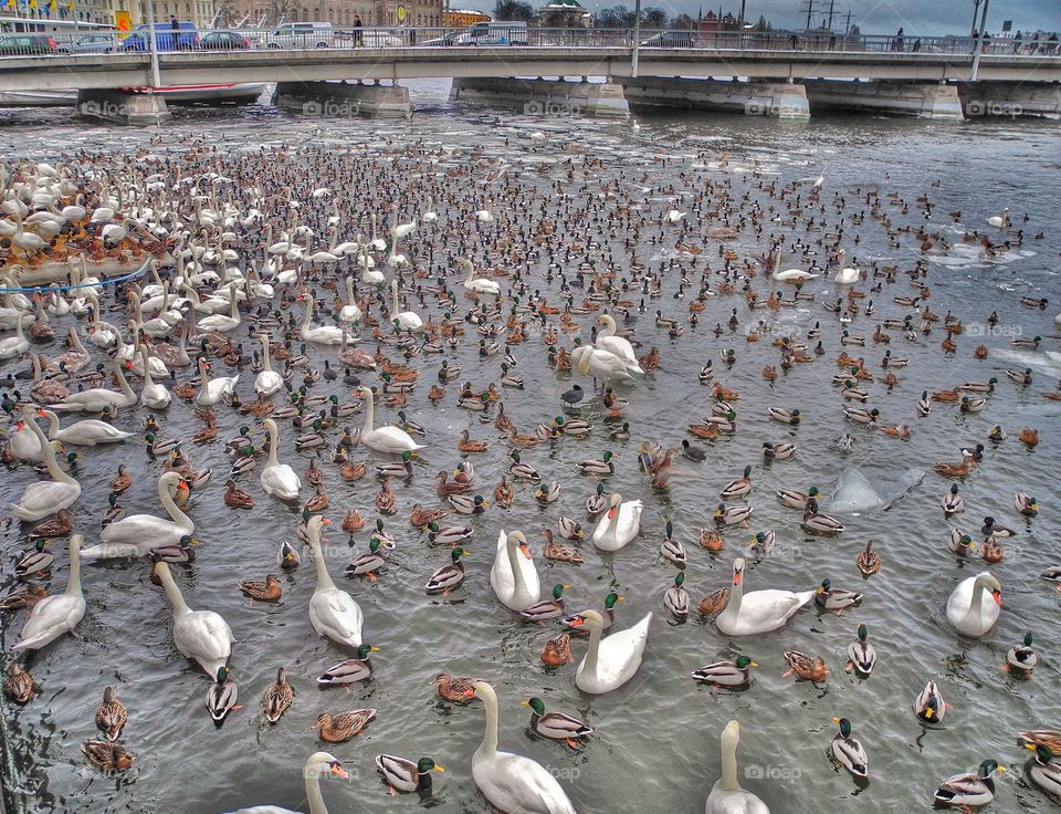 Swans and ducks at Stockholm. 