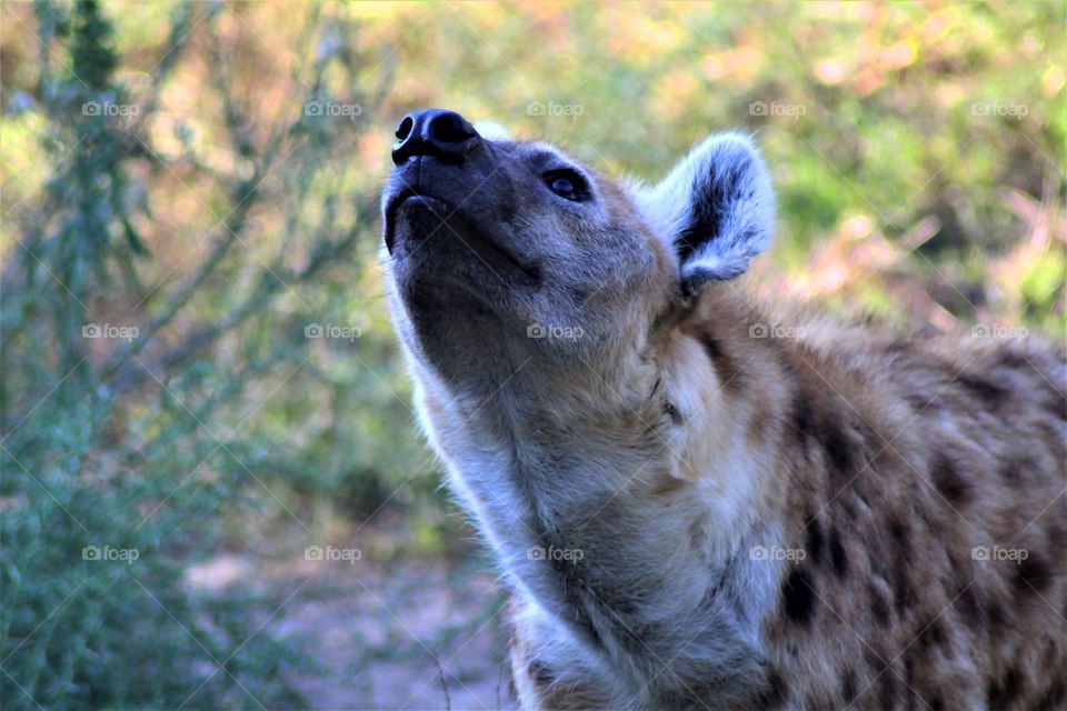 The Hyena