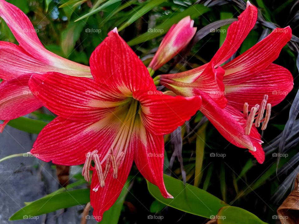 close view of Barbados Lily .