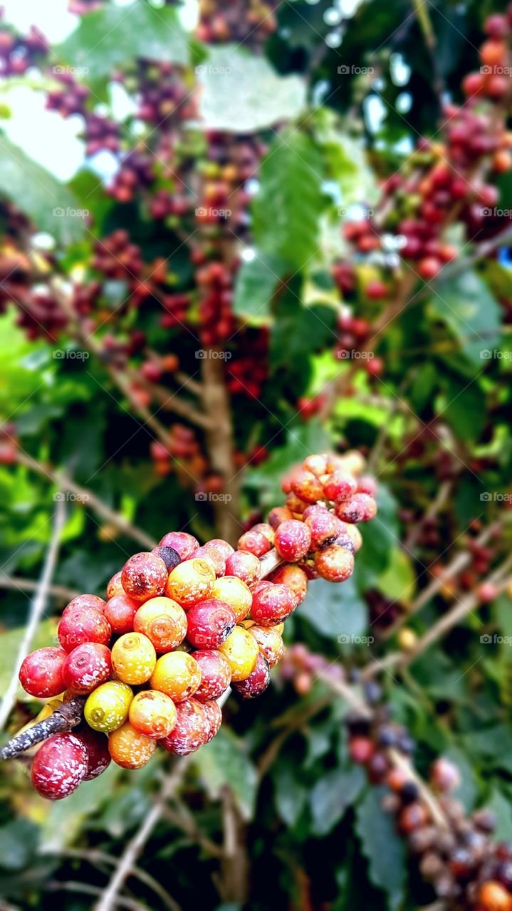 coffee plant