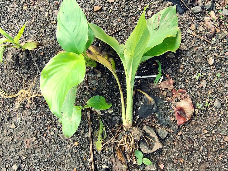 Roots on Ground
Banana plant
🍌🌱🌱
Green Beauty of nature