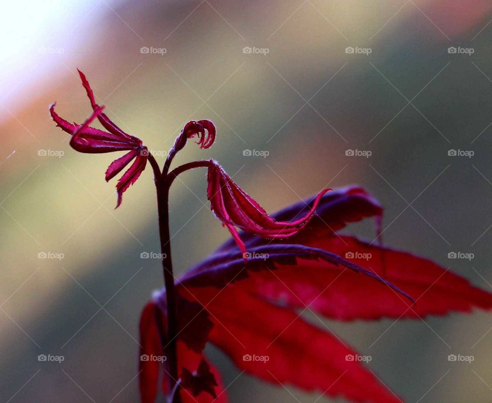 red maple leaves like a flamenco dancer