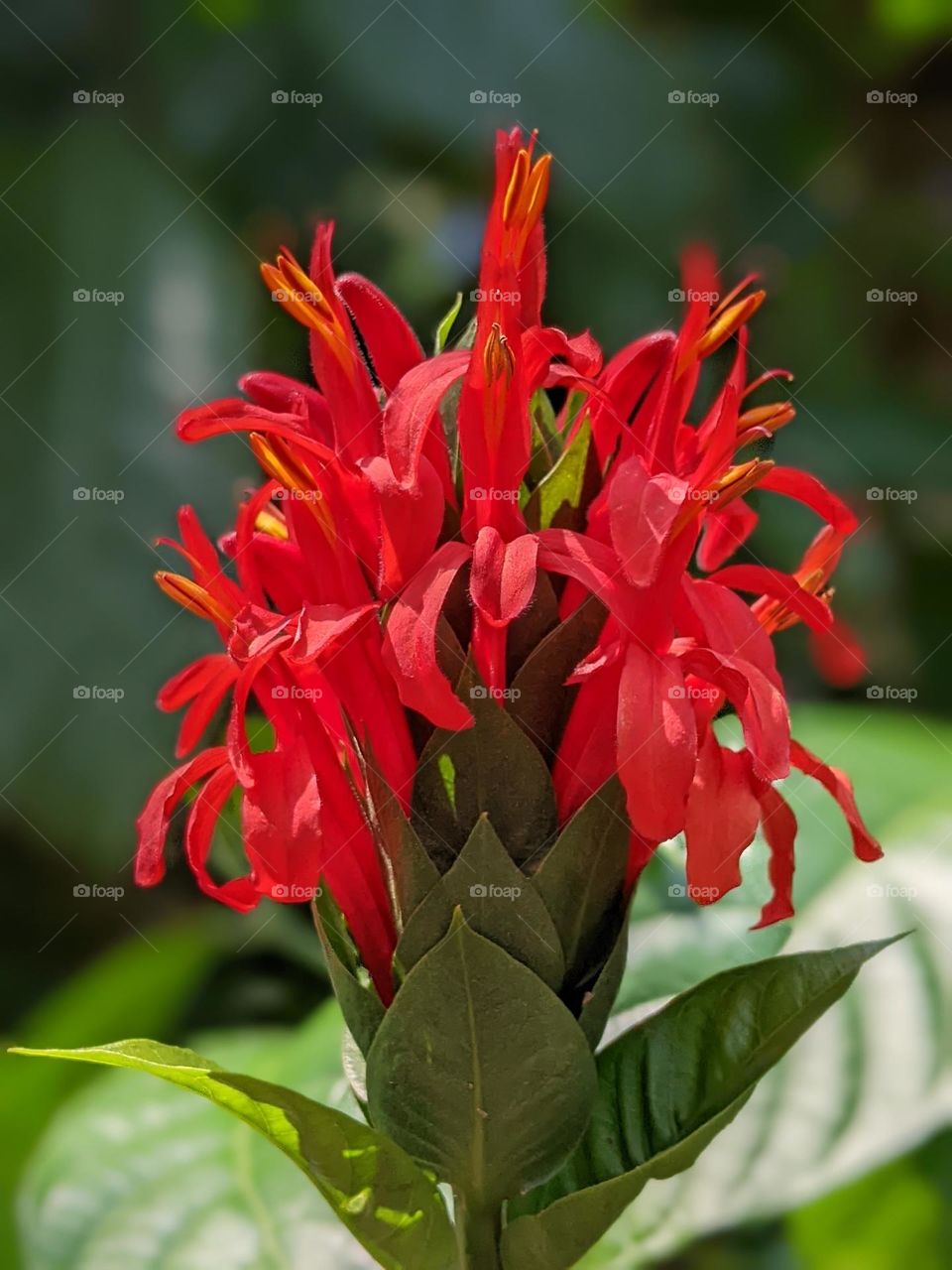 red lollipop flower or Pachystachys coccinea