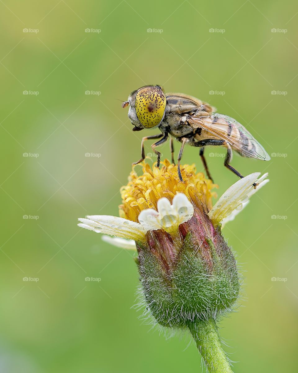 Hoverflies on top of flower