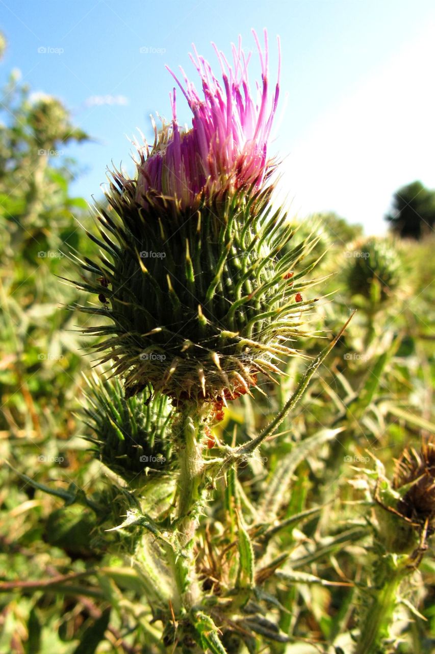thistle