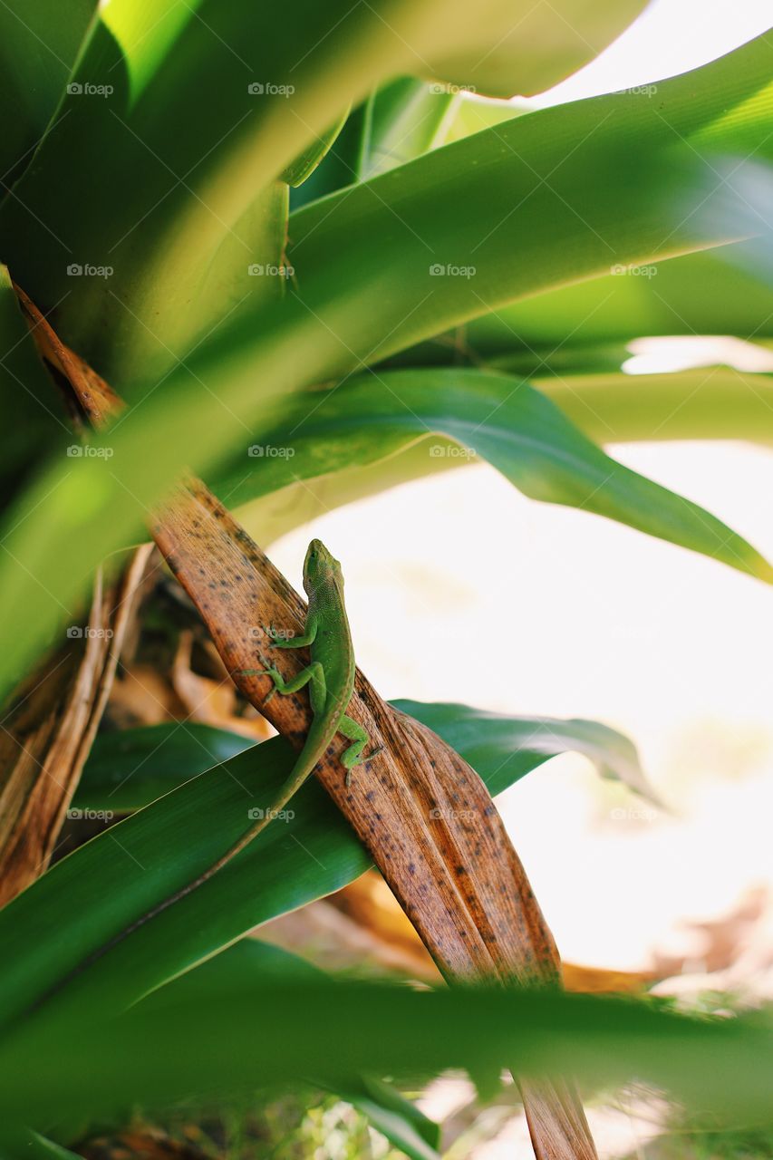 Lizard on a leaf