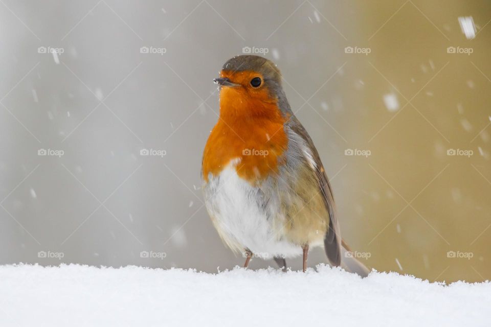 European robin bird on a snowy winter day