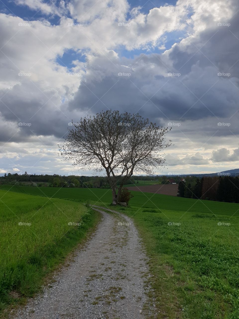 Tree rural clouds sky